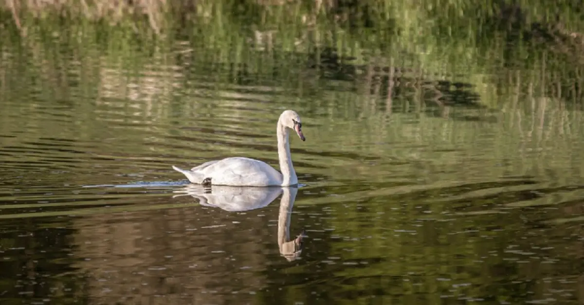 cobs and cygnets nyt: Life Cycle and Conservation of Swans